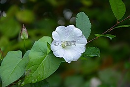 花,白色的花lisseron,性質(zhì)