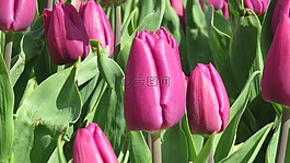 郁金香,自然,植物區(qū)系