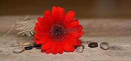 非洲菊,花,開花