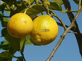 檸檬,水果,黃色