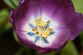 郁金香,紫,郵票