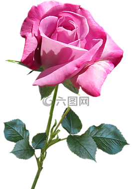 花,自然,植物区系