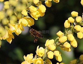 蜜蜂,飛行,黃色的花