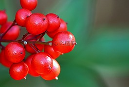 漿果,紅色,水果
