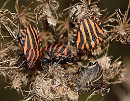 昆蟲,半翅目,bug
