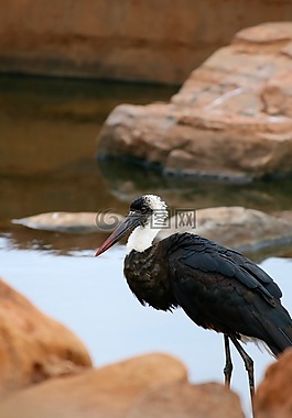 肯尼亞,野生動物園,水