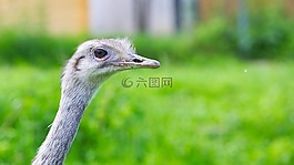 性質(zhì),動(dòng)物世界,動(dòng)物