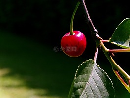 櫻桃,紅色,性質(zhì)