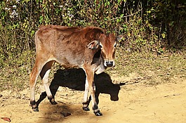 牛肉,小牛,農(nóng)業(yè)