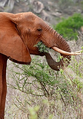 肯尼亞,野生動物園,象