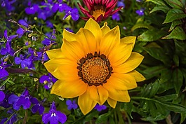 五顏六色的鮮花,大自然,花園