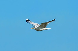 鳥,海鷗,飛行