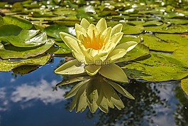 睡蓮,湖,植物群