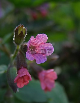 春,花場(chǎng),粉紅色的花