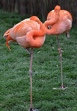 火烈鳥(niǎo),動(dòng)物,鳥(niǎo)
