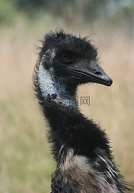 鳥(niǎo),鴕鳥(niǎo),野生動(dòng)物