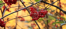 漿果,布什,紅色