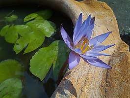 荷葉,蓮花,水廠