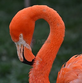 火烈鳥,動(dòng)物,鳥