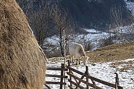 國家,村,丘陵