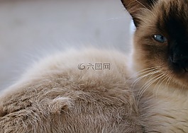 加,動物,貓科動物