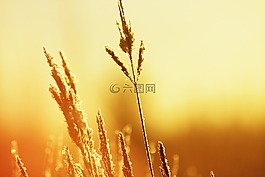 夏季,熱,豐厚