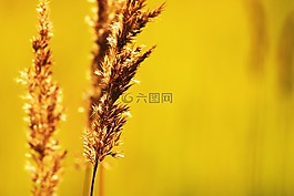 夏季,熱,豐厚