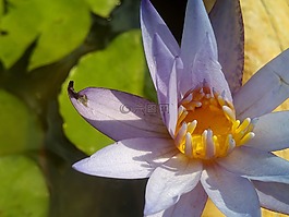 荷葉,蓮花,水廠