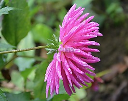 粉紅色的花朵,花瓣,綠色的樹葉