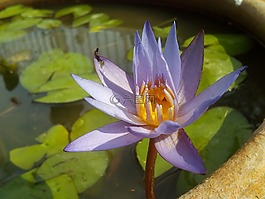 荷葉,蓮花,水廠