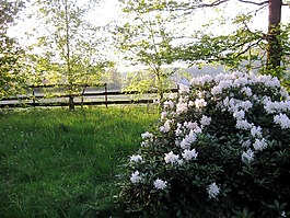 花园,灌木,白色的花朵
