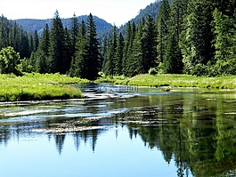 景觀,木材,樹