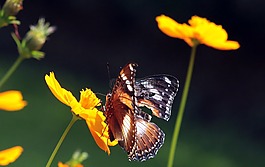 蝴蝶,花,黃色