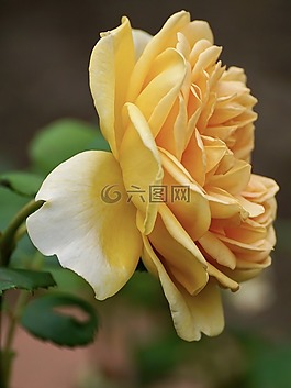 玫瑰,黃色,花