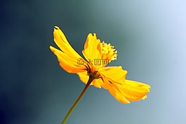 花,黃色,多云