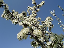 天空,春天,鮮花