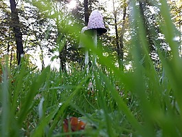 蘑菇,自然,公園