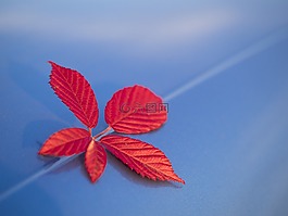 紅色,藍(lán)色,自然