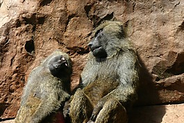 猴子,動(dòng)物,睡覺