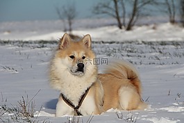狗,歐亞混血,動物照片