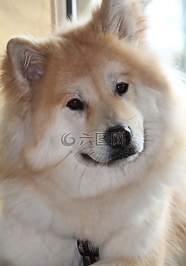 狗,歐亞混血,寵物