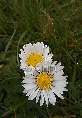 雛菊,性質(zhì),花