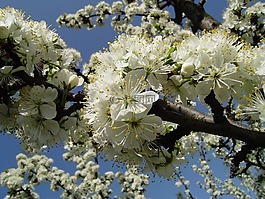 vessenee,布鲁姆,苹果树