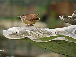 鳥,棕色和棕色,可愛