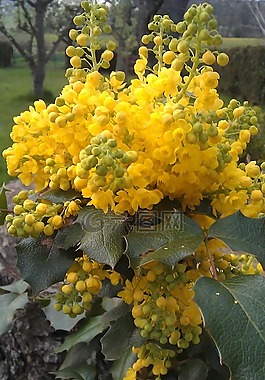 廠,開花,黃色