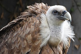 兀鷲,鳥,捕食鳥