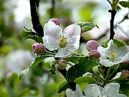 蘋果,開花,樹
