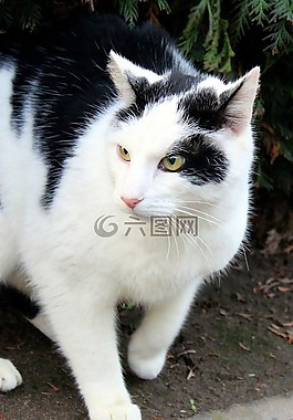 動物,可愛,哺乳動物
