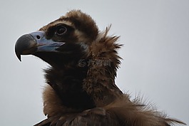 兀鷲,鳥,捕食鳥