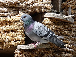 鴿子,鴿棚,鳥